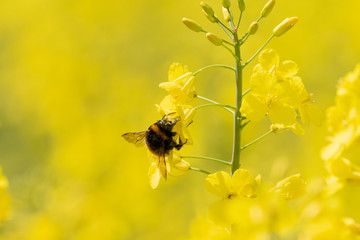 Bumblebee searching for pollen on yellow blooming rape plant