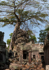 Naklejka premium Ta Prohm Temple, Angkor, Cambodia