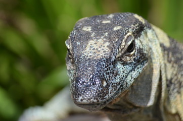 lizard close up goanna blue scales lace monitor Komodo dragon
