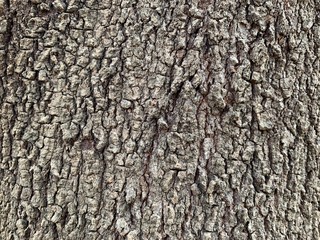 Fototapeta premium Fondo y textura de tronco del árbol de tamarindo 
