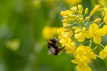 Hummel flying around a yellow blooming rape plant
