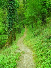 path road in green forest in spring season