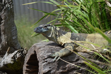 lizard close up goanna blue scales lace monitor Komodo dragon