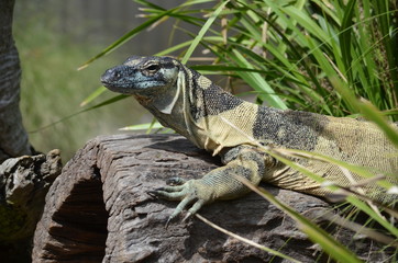 lizard close up goanna blue scales lace monitor Komodo dragon log