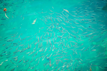Fototapeta na wymiar Fish in clear water, clear water in Koh Nang Yuan