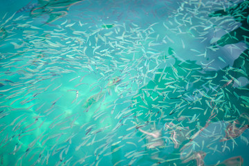 Fish in clear water, clear water in Koh Nang Yuan