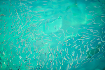 Fototapeta na wymiar Fish in clear water, clear water in Koh Nang Yuan