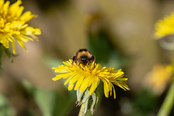 Bumblebee on a blooming dandelion