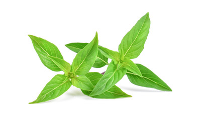 Fresh basil leaf isolated on white background.