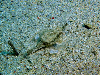 The amazing and mysterious underwater world of Indonesia, North Sulawesi, Bunaken Island, tropical fish