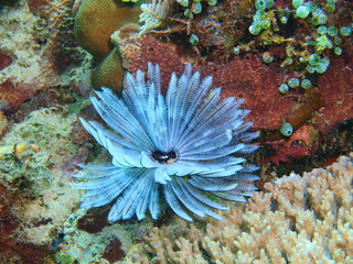The amazing and mysterious underwater world of Indonesia, North Sulawesi, Bunaken Island, tube worm