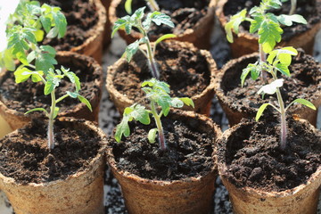 Young tomato seedling sprouts in the peat pots. Gardening concept.