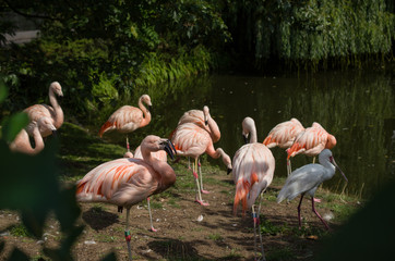 Fototapeta na wymiar Flamingos by lake, zoo holidays