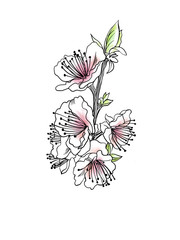 Spring flowering branch as design element. Hand drawn spring flowers for greeting cards. Isolated on white background