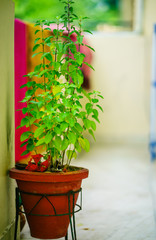 green plant in a red pot on a stand 