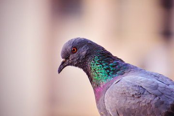 a pigeon bird with yellow and orange eye, green and purple neck and grey and black feathers.