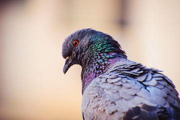 a pigeon bird with yellow and orange eye, green and purple neck and grey and black feathers.