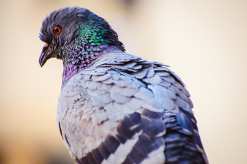 a pigeon bird with yellow and orange eye, green and purple neck and grey and black feathers.