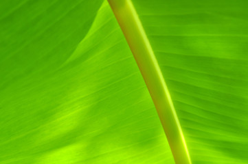 Banana leaf close up texture. selective focus