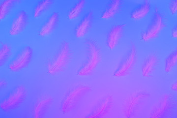 Fototapeta na wymiar Gradient plastic pink, blue and proton purple background with neon feathers. Glowing neon. Trendy is design.