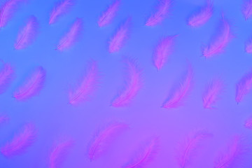 Gradient plastic pink, blue and proton purple background with neon feathers. Glowing neon. Trendy is design.