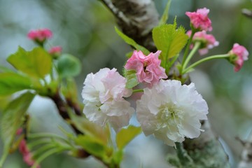 Gorgeous Matsuyuki cherry blossoms (Shogetsu) blooms on Hsinchu Mountain, Taiwan