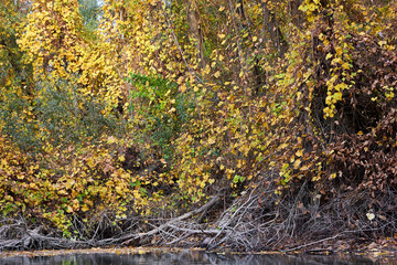 Fototapeta premium Autumn yellow trees covered with wild grapes on the banks of the Danube river. River landscape