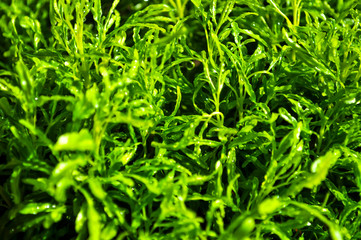 Green house plant 