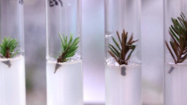 Young shoots of coniferous trees in retorts. Plant tissue culture in biology lab