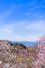 Cherry-blossom trees (Sakura) and many kinds of flowers in Hanamiyama  park and Fukushima cityscape, in Fukushima, Tohoku area, Japan. The park is very famous Sakura view spot