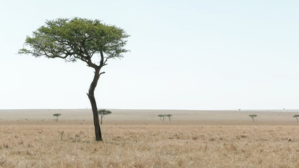 acacia tree and savanna in masai mara national park