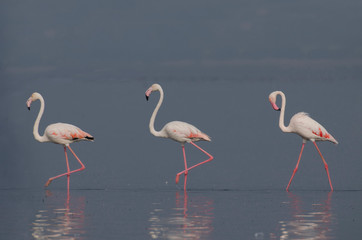 Obraz premium Flaming większy, Phoenicopterus roseus, spacerujący po wodzie z odbiciem w Bhigwan, Pune, Maharashtra, Indie