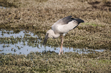 Asian Open-bill Stork, Anastomus oscitans searching food at Bhigwan, Pune, Maharashtra, India