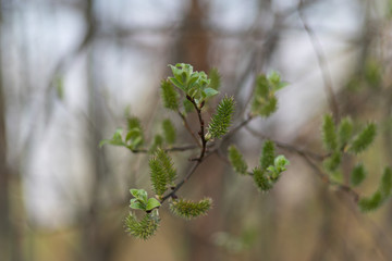 The spring. The first green leaves and earrings of willow on a blurred background.