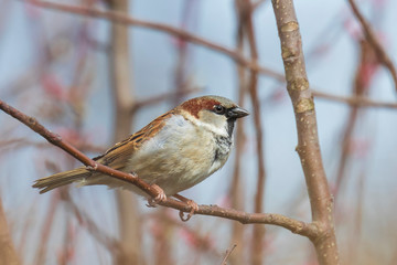 Obraz premium House Sparrow bird (passer domesticus) foraging in a hedge