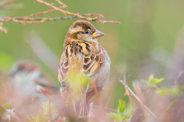House Sparrow bird (passer domesticus) foraging in a hedge