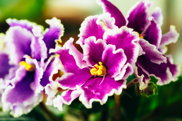 Beautiful violet. Home flower.