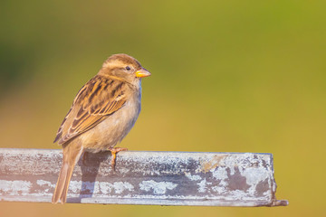 Perched female House Sparrow bird passer domesticus