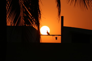 sunset in the forest