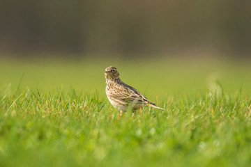 Eurasian skylark bird Alauda arvensis bird in a meadow