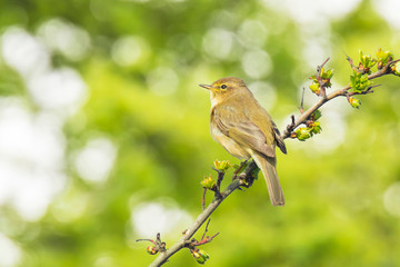 Fototapeta premium Willow warbler bird, Phylloscopus trochilus, singing
