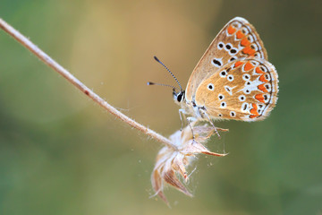 Brown Hairstreak butterfly Thecla betulae