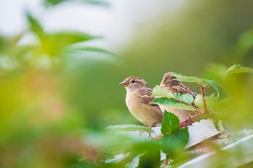 House Sparrow bird (passer domesticus) foraging in a hedge
