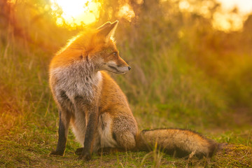 Wild red fox Vulpes Vulpes evening sunset