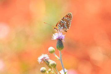 knapweed fritillary, Melitaea phoebe, butterfly resting and pollinating