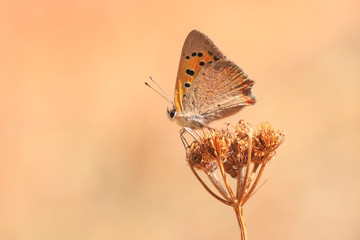 Small or common copper butterfly lycaena phlaeas closeup