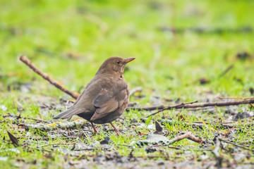 Female Blackbird (turdus merula) walking in a meadow