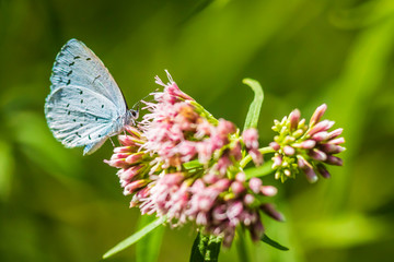 holly blue Celastrina argiolus butterfly pollinating