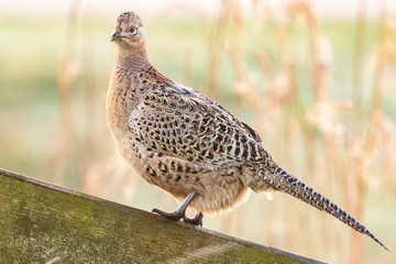 Female Pheasant hen Phasianus colchicus posing in early morning sunlight