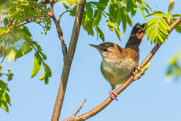 Cetti's warbler, cettia cetti, bird singing and perched